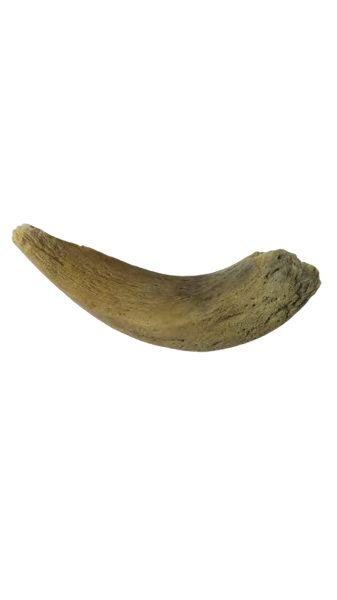LAMB HORN MARROW