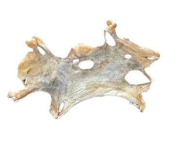 GOAT HEADSKIN PLATE