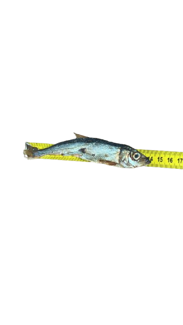 FISH STRAP