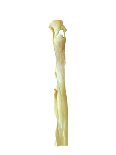 BEEF HEADSKIN BLEACHED