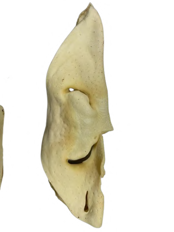 BEEF NOSE