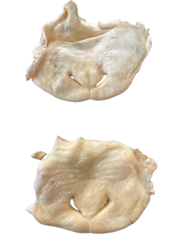 LAMB NOSE