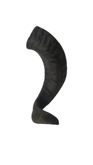 LAMB HORN