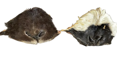LAMB NOSE WITH HAIR