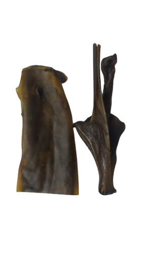 CAMEL SKIN