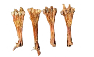 BEEF TENDON WITH BONES