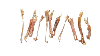 BEEF FRONT TENDON