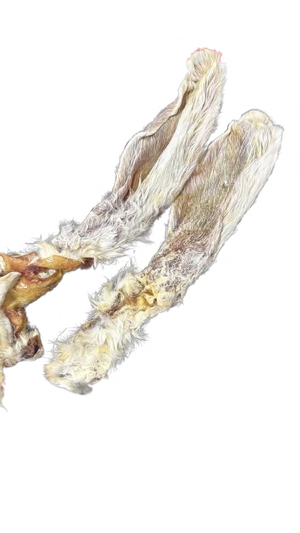 RABBIT EAR