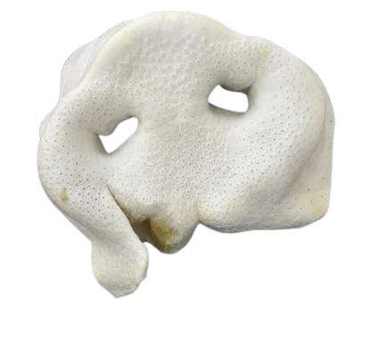 PIG NOSE
